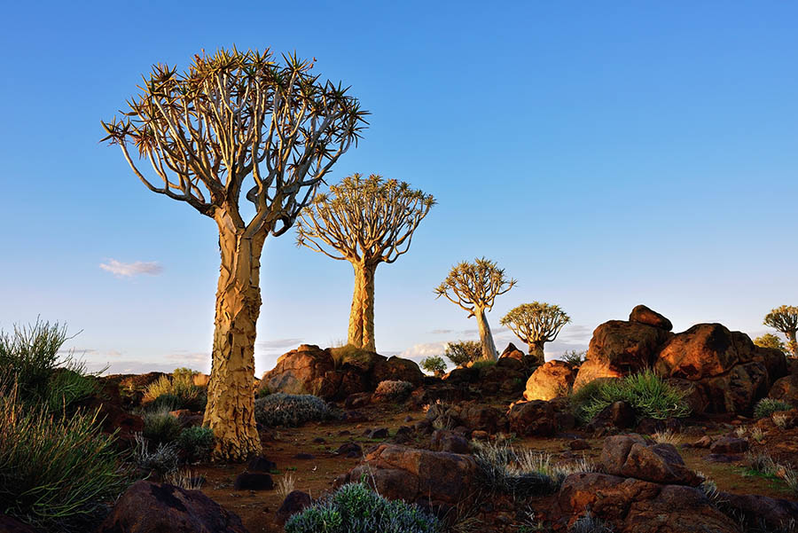 Discover the spiky trees of the Quiver Tree forest