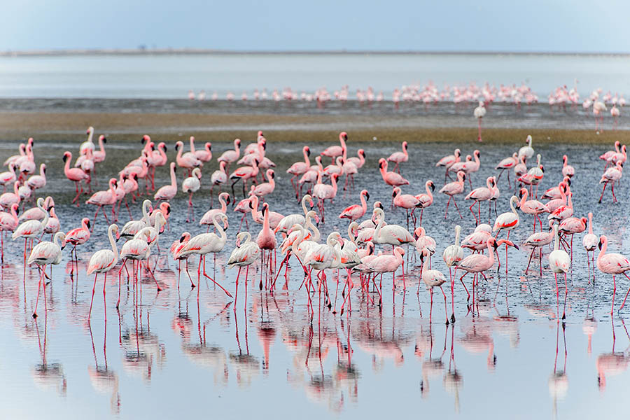 Look out for the pink flamingos of Walvis Bay