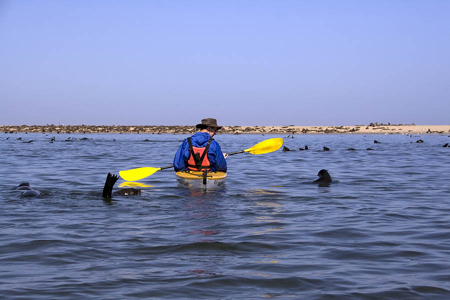 Discover the marine life of Walvis Bay