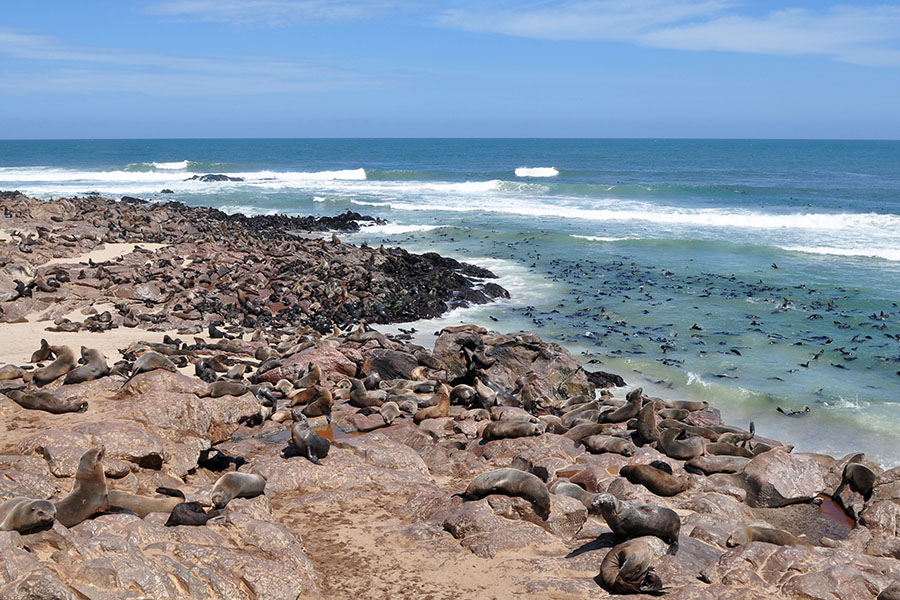 Stop at the world famous Cape Cross seal colony