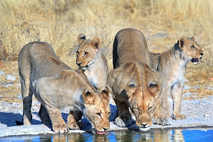 Spot lions relaxing by the watering hole