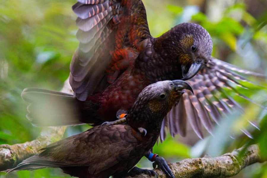 Zealandia is a man-made habitat for New Zealand's native wildlife