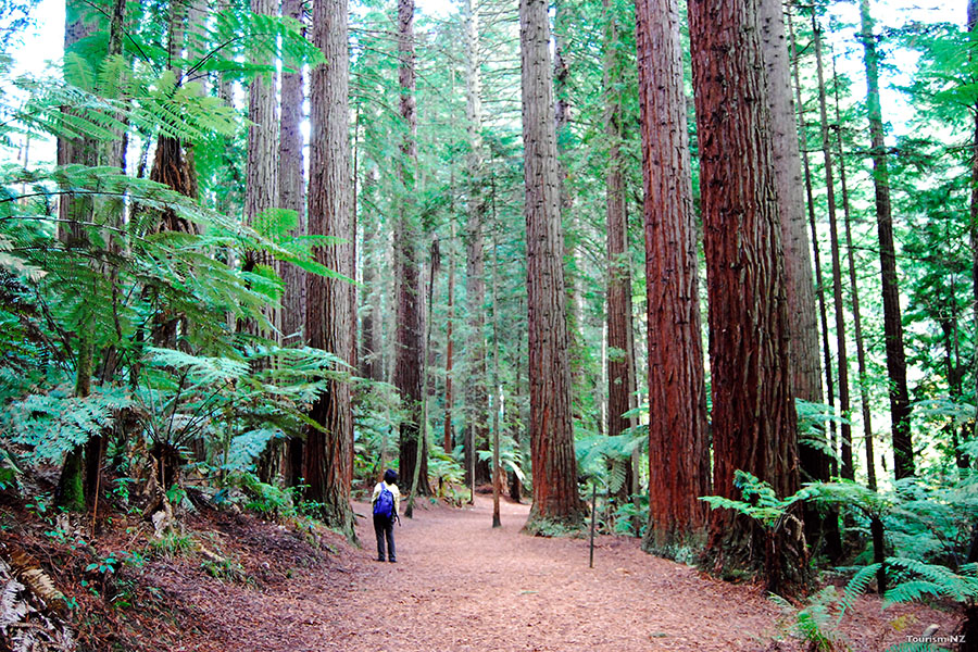 You'll be dwarfed by the trees in Whakarewarewa Forest | photo credit: Tourism New Zealand