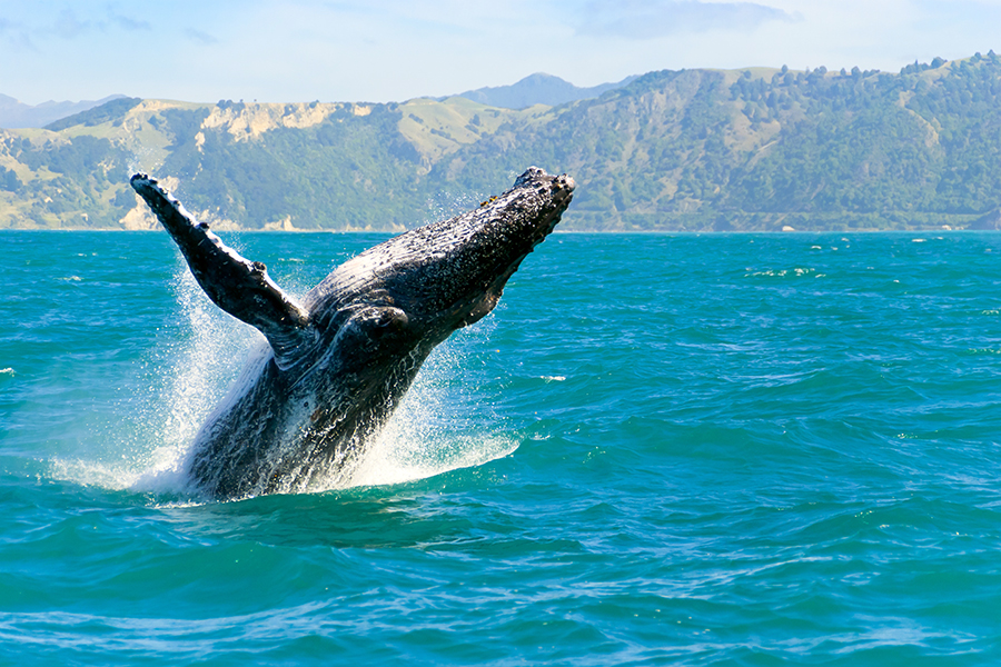 Humpback whale, Kaikoura, New Zealand
