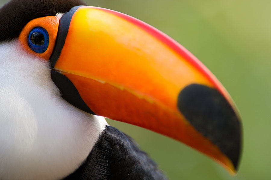Spot a colourful toucan 