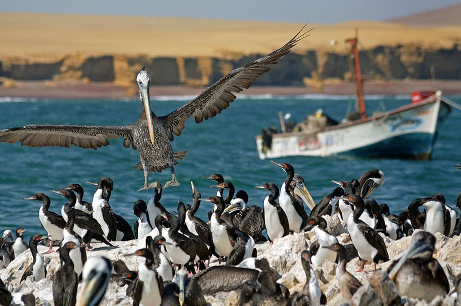 Visit the rare and exotic sea birds and mammals that inhabit the Ballestas Islands