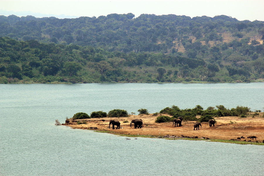 Elephants at Queen Elizabeth National Park, Uganda