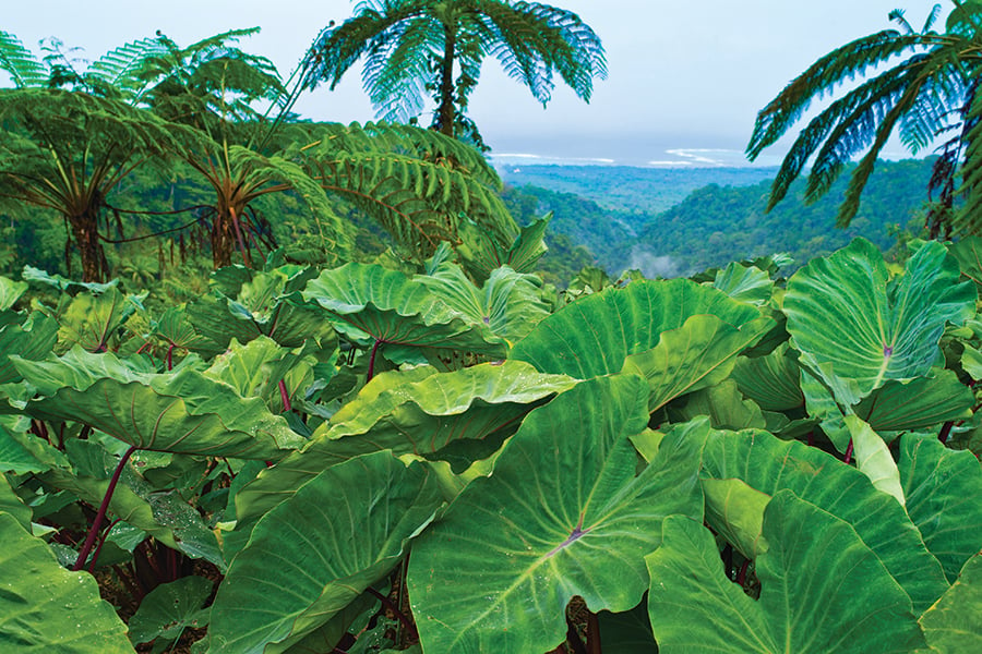 Trek into Samoa's wild interior 