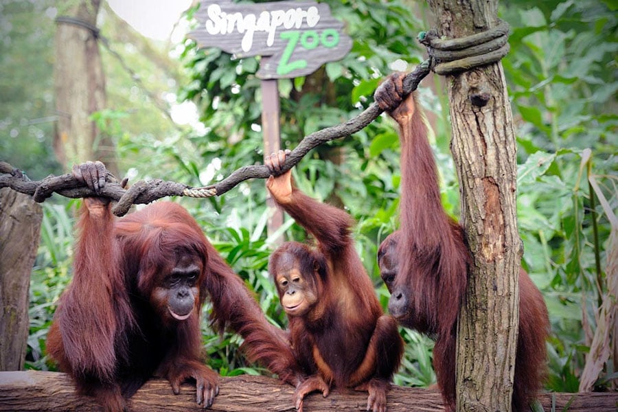 Singapore Zoo will be one of the highlights of your visit
