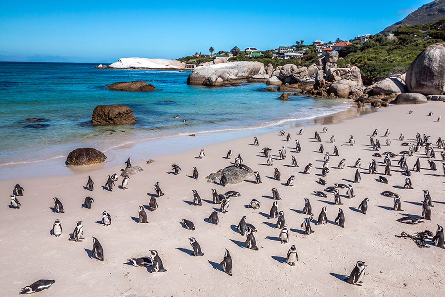 Visit the Boulders Beach penguin colony 
