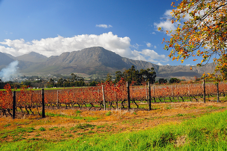 Drive the short distance to Franschoek and the winelands