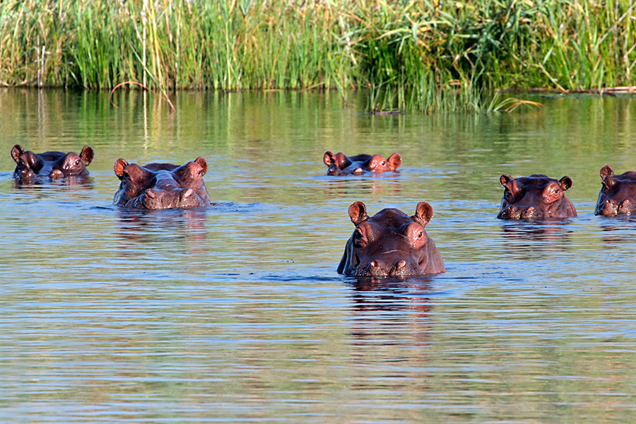 Watch out for the hippos lurking in the water!
