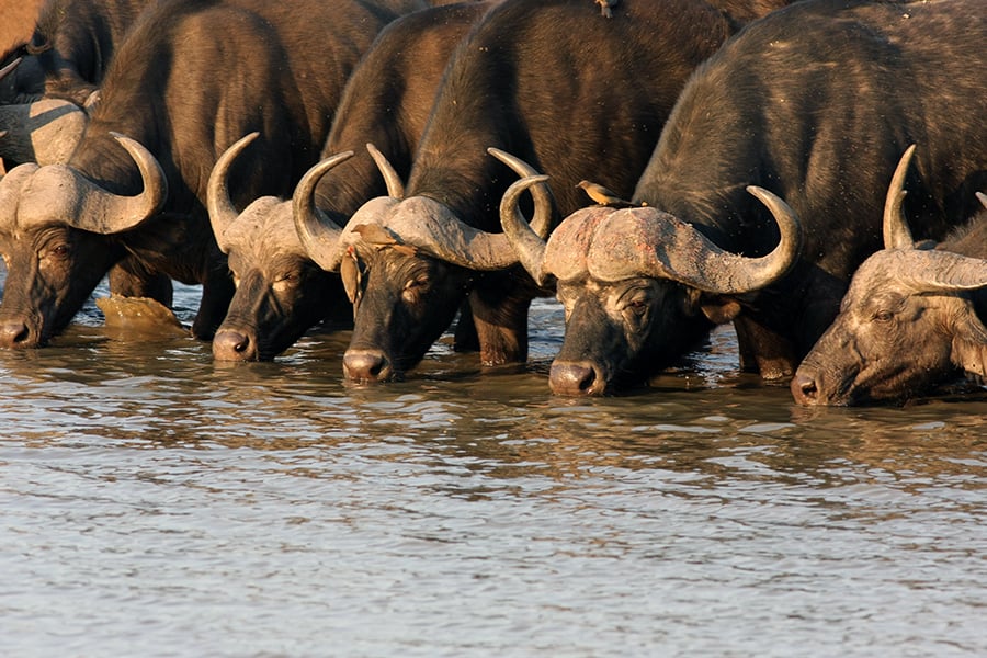 See waterbuffalo at the waterhole in Kruger National Park