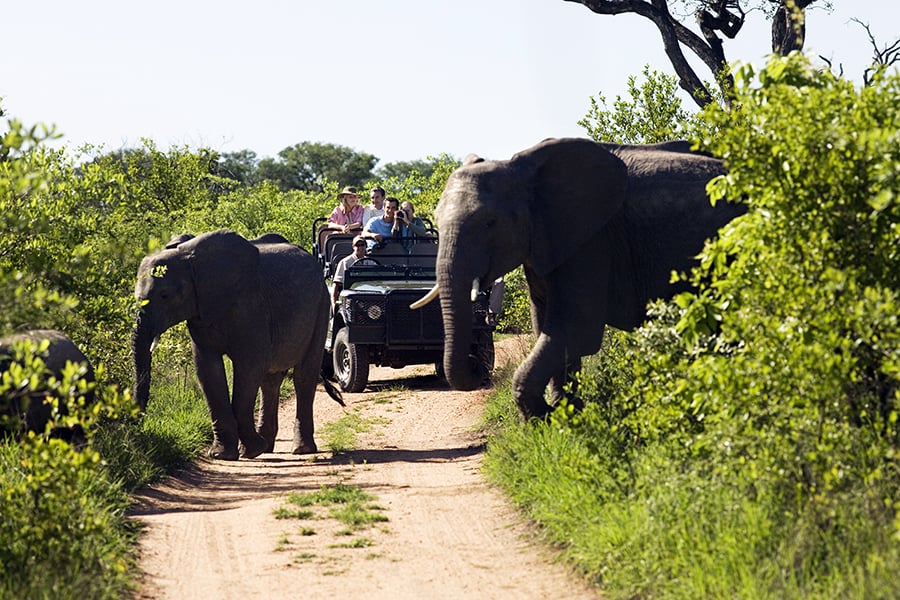 Get up close to majestic elephants on a game drive