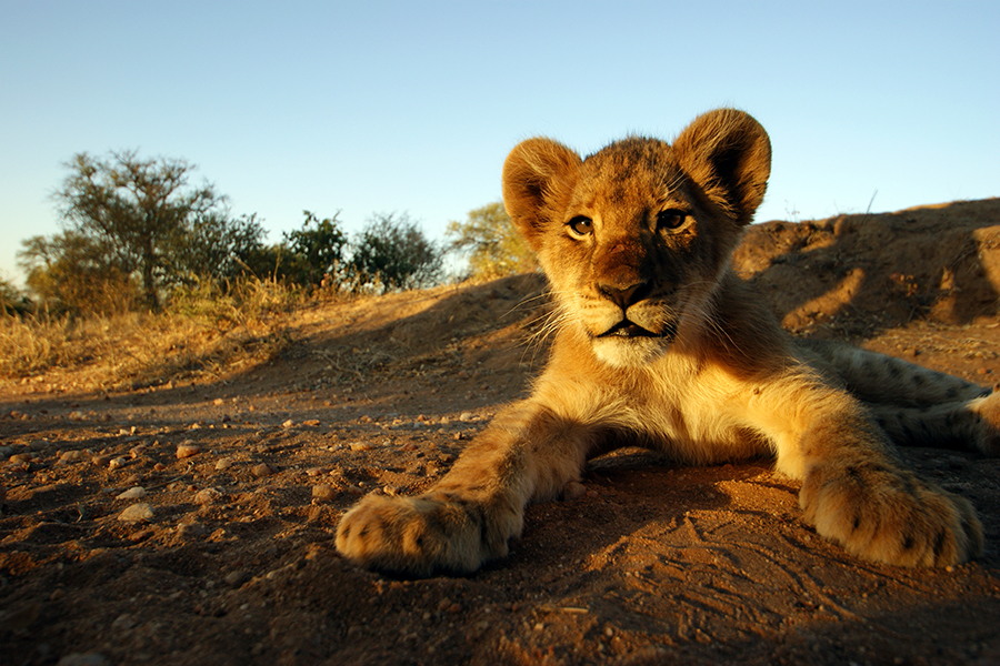Will you be lucky enough to see a lion cub?