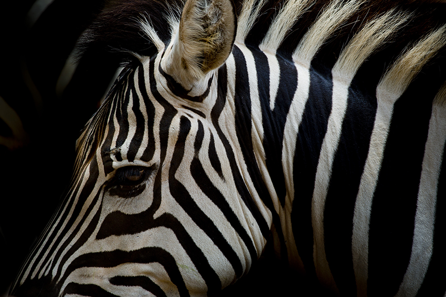 Spot a zebra? Just one of the amazing animals you could see in Kruger National Park