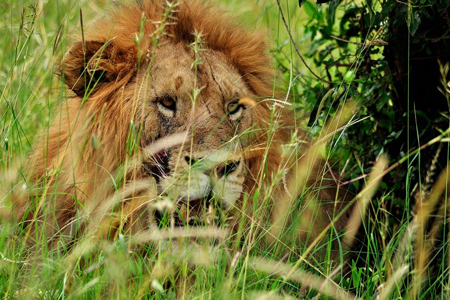 A lion lying in the grass