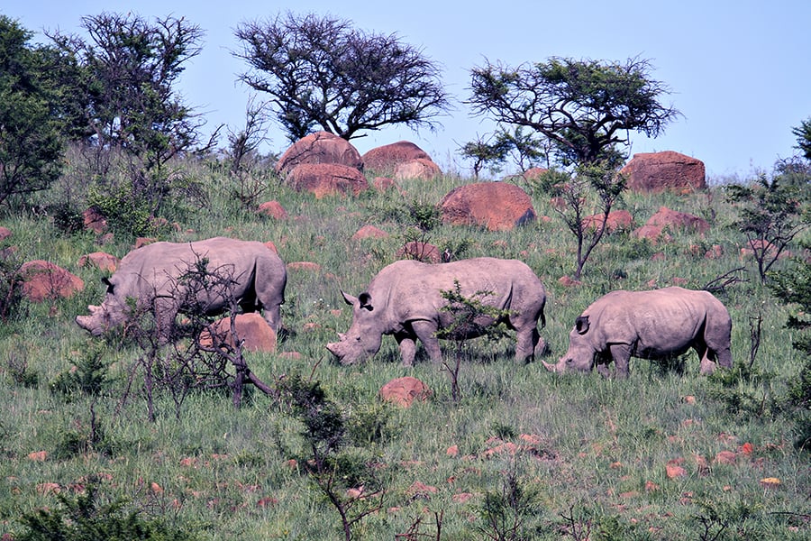 Go rhino tracking ay Three Tree Hill