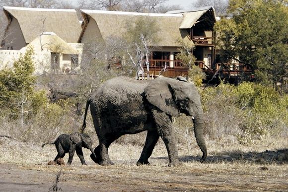 Elephant Plains Game Lodge - Elephants