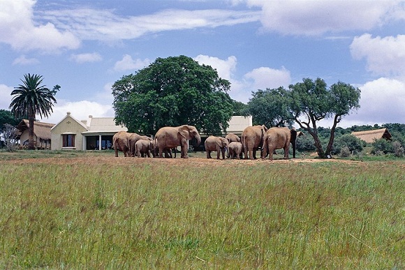 Gorah Elephant Camp - Elephants