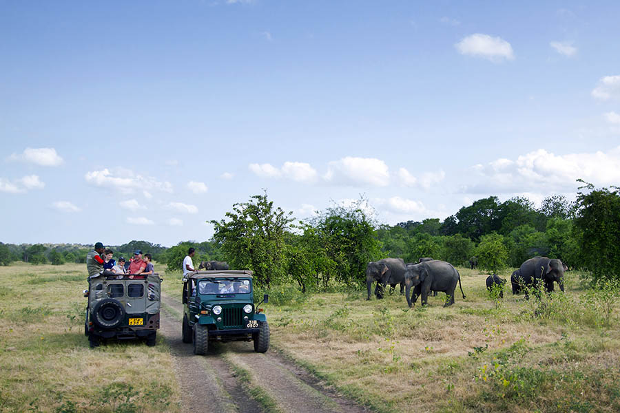Take a jeep safari in Minneriya National Park