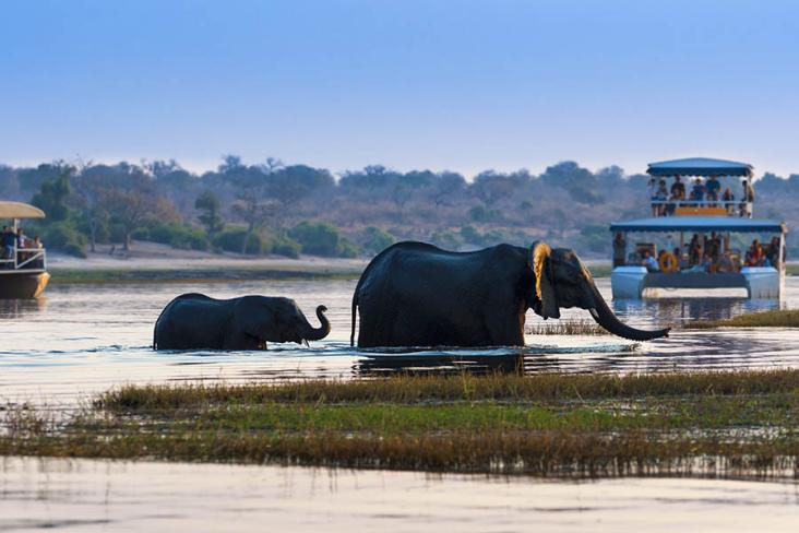 Cruise down the Chobe River to see wading elephants 
