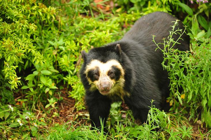 Search for the spectacled bear in Northern Peru | Travel Nation