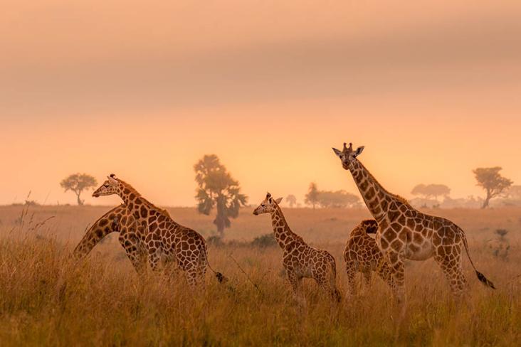 See Rothschild giraffes in Murchison Falls National Park | Travel Nation