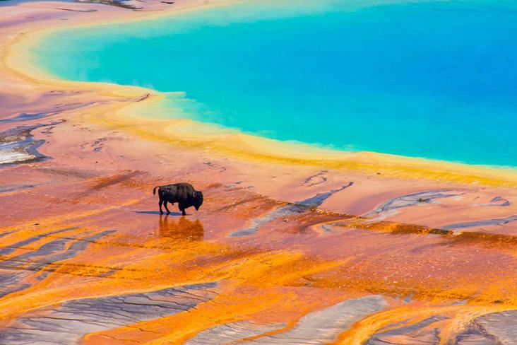 Spot bison in the geothermal wonderland of Yellowstone | Travel Nation