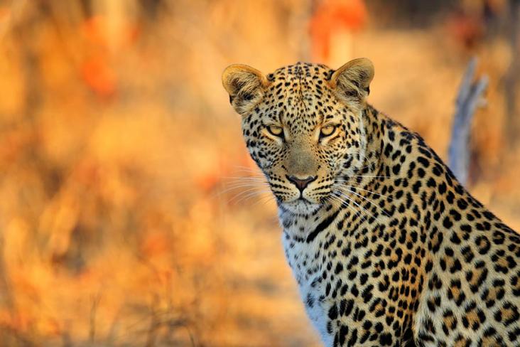 Spot the African leopard in Zimbabwe