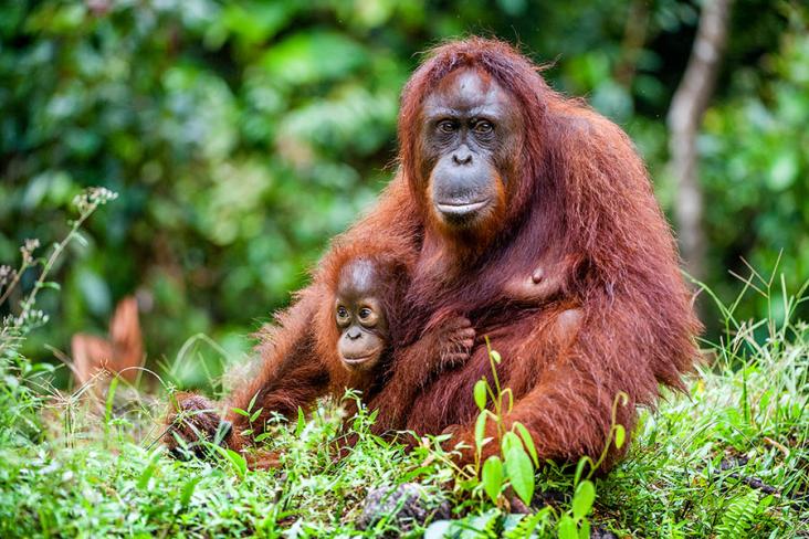 The Orang Utans are orphaned, usually from logging sites or illegal hunting, and are rehabilitated before being released into the wild