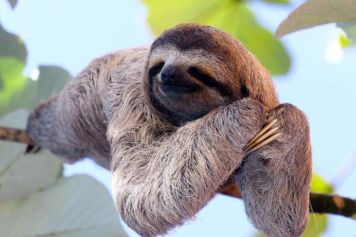 Will you spot a sleepy sloth?