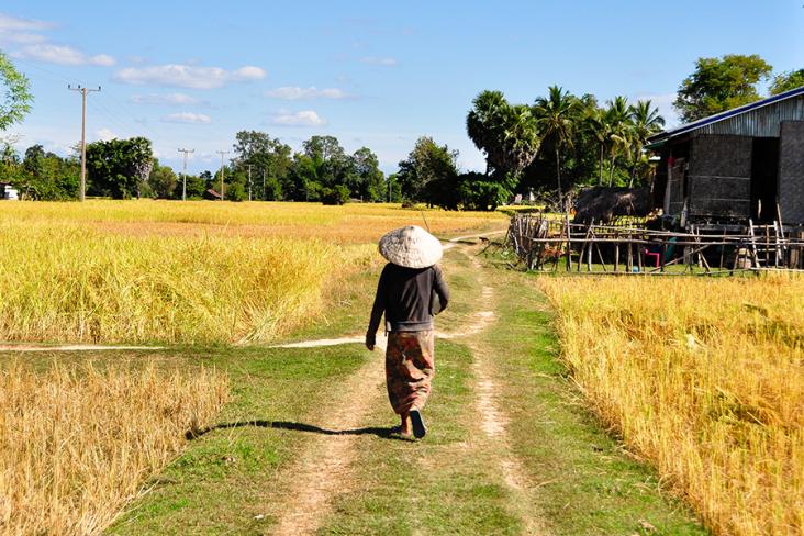 Rice fields, 4000 Islands, Laos