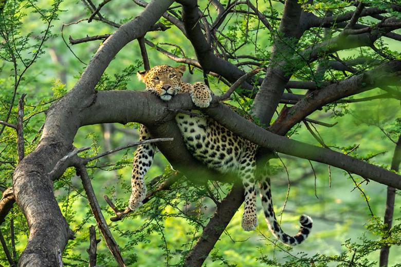 Look for leopards relaxing in the treetops in Central India | Travel Nation Look for leopards relaxing in the treetops in Central India | Travel Nation