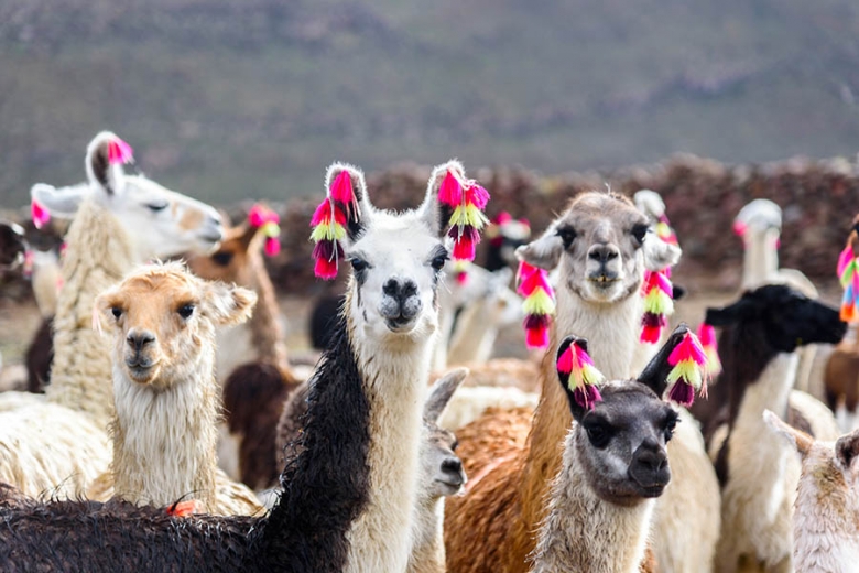 See herds of llama in the high Andes | Travel Nation