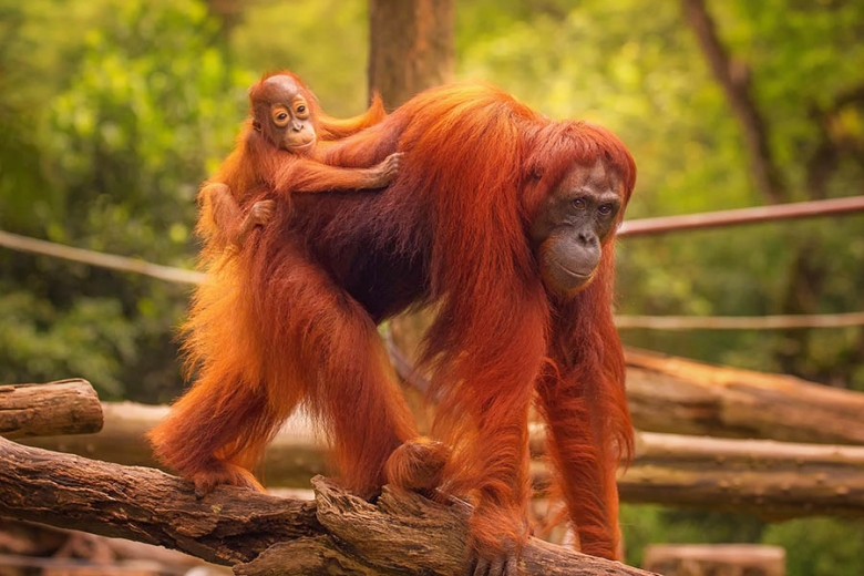 Spot gentle orangutans in Sepilok, Borneo | Travel Nation