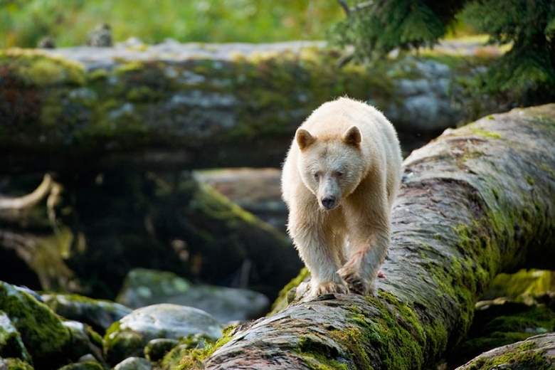 Search for the Spirit Bear in the Great Bear Rainforest | Photo credit: Ian McAllister and Pacific Wild