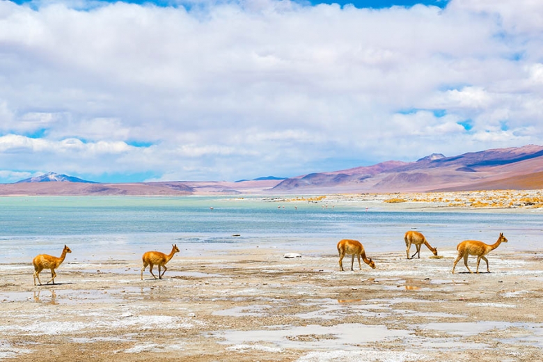 Visit the salt lagoons in the Atacama Desert | Travel Nation