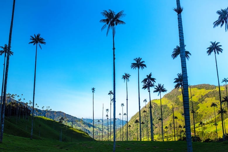 Admire the giant wax palms of the Valle de Cocora | Travel Nation