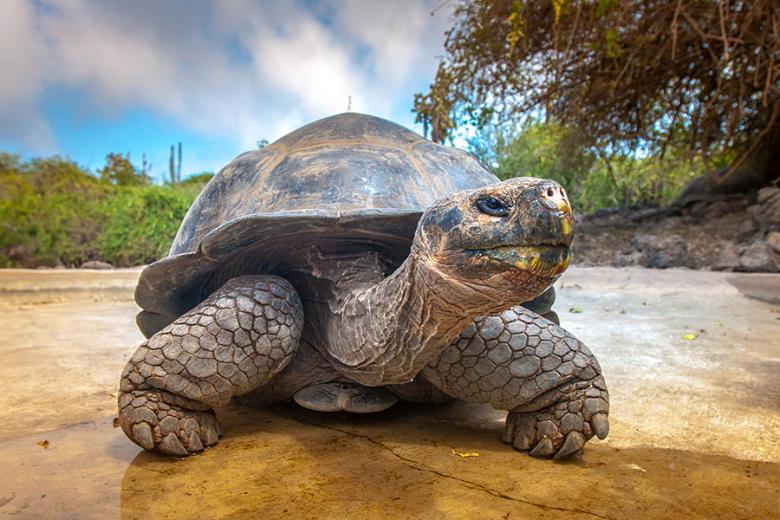 See giant tortoises in the Galapagos Islands | Travel Nation See giant tortoises in the Galapagos Islands | Travel Nation