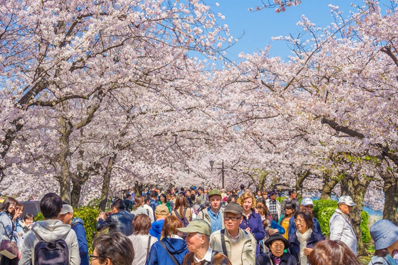 Japanese cherry blossom season in Tokyo