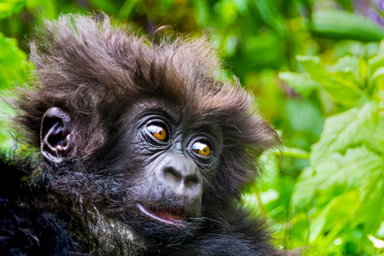 See wild mountain gorillas in Rwanda | Travel Nation