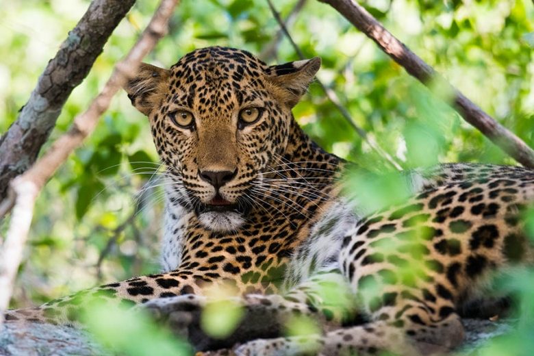 Spot leopards in Yala National Park | Travel Nation