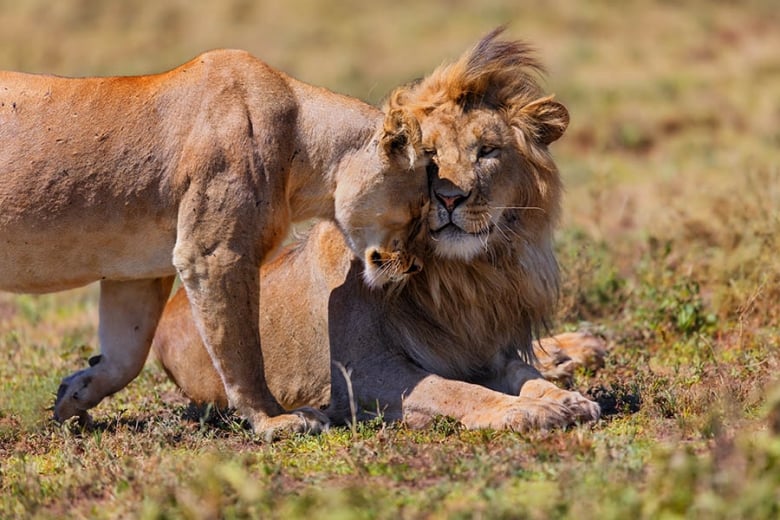 Spot lions in the Ngorongoro Crater | Travel Nation