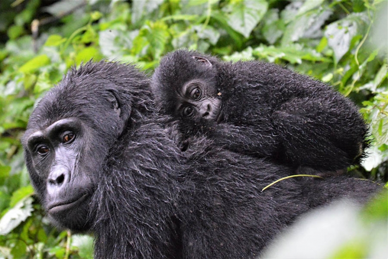 See mountain gorillas in Uganda | Travel Nation