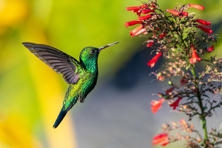 Watch Blue-chinned Sapphire hummingbirds buzzing through the warm air | Travel Nation