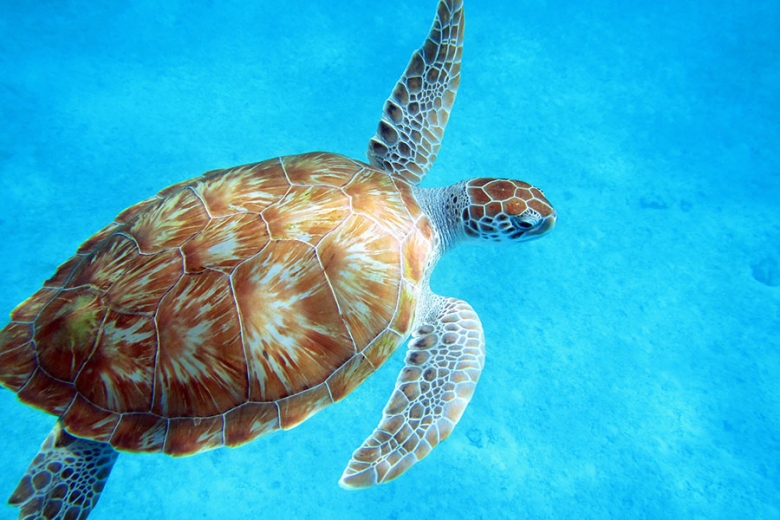 Snorkel with sea turtles in Barbados | Travel Nation