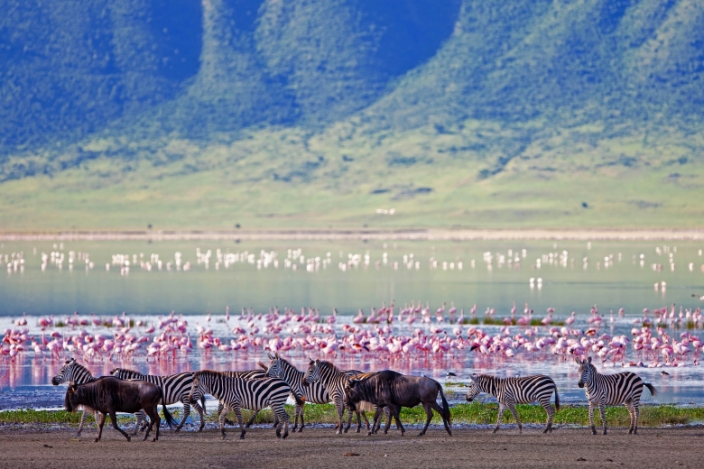 Zebras, wildebeests and flamingos, Ngorongoro Crater, Tanzania