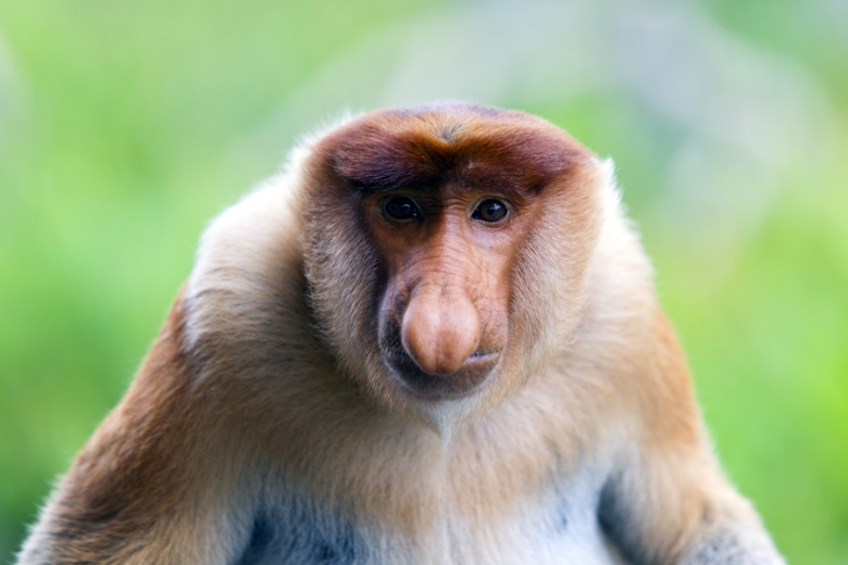 Probiscus monkey, Borneo | Borneo Trvale Guide