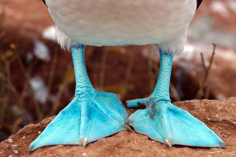 Will you spot a blue-footed booby?